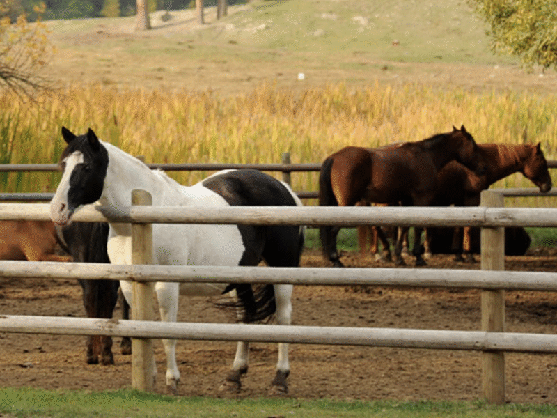 Bar W Guest Ranch – Whitefish, MT